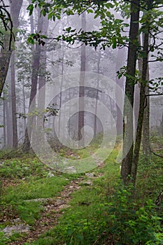 Fog on the Appalachian Trail