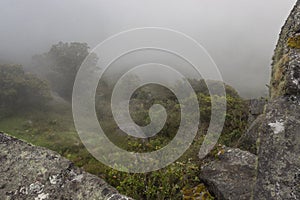 Fog arrives to an andean mountain forest with endemic vegetation