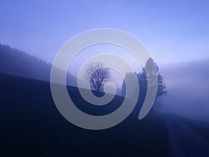 Fog atmosphere, sunset in Black Forest, Germany