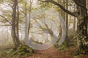 Fog in the autumn forest