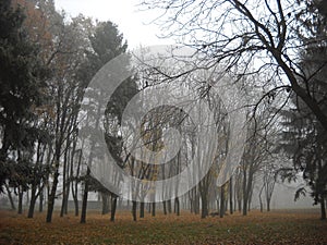 fog in the autumn forest. Deciduous and coniferous trees in calm. Yellow fallen leaves on the ground