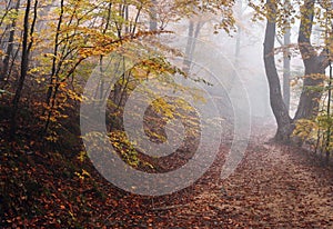 Fog in Autumn Forest With Road