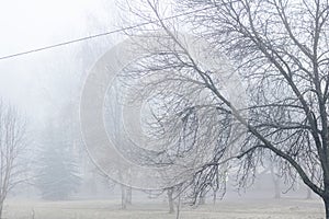 Fog in the autumn park in morning