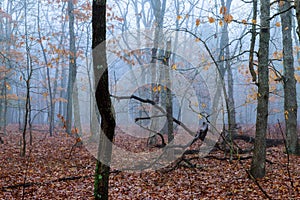 fog in beautiful forest Coniferous forest at dawn