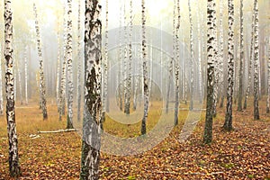 Fog in birch forest