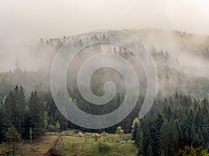 fog in the black forest