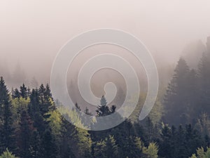 fog in the black forest