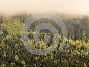 fog in the black forest