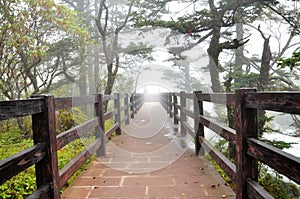 Fog and bridge