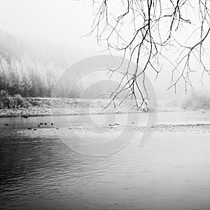 Fog, calm, river ,duc