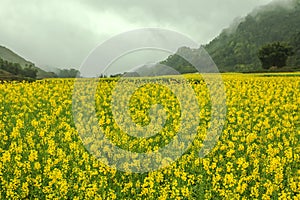 Fog and Canola field landscape