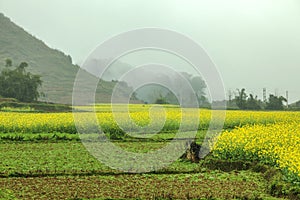 Fog and Canola field landscape