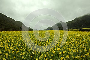 Fog and Canola field landscape