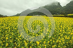 Fog and Canola field landscape