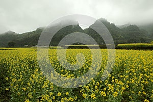 Fog and Canola field landscape