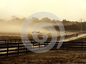 Fog cloud on horse farm