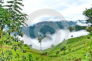 Fog and cloud mountain valley