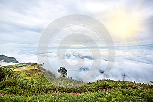 Fog and cloud mountain valley spring landscape.Forested mountain slope in low lying cloud