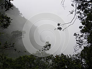 Fog, clouds, mist covered silhouette of branches of trees