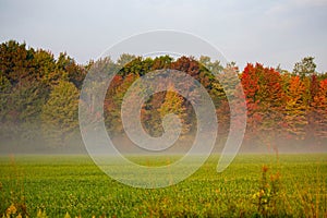 Fog coming off a Wisconsin hayfield next to a colorful forest in September