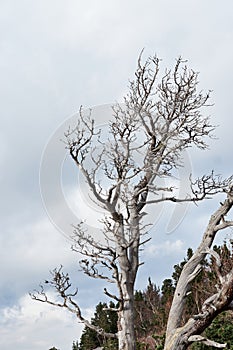 Fog covered mountains and sad tree alone. Old lonely bare pine stands with branches buried in cloudy white sky