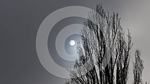 Fog-covered sun behind a poplar tree