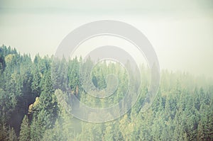 fog covered with thick coniferous forest.