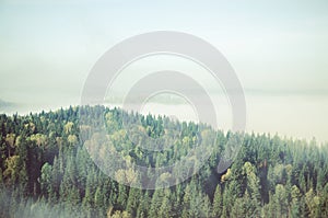 fog covered with thick coniferous forest.