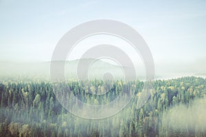 fog covered with thick coniferous forest.