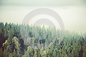 fog covered with thick coniferous forest.