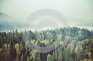 fog covered with thick coniferous forest.