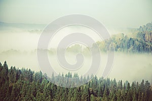 fog covered with thick coniferous forest.