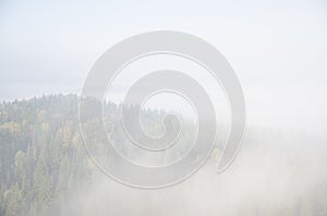 fog covered with thick coniferous forest.