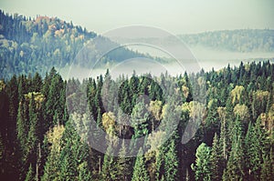 fog covered with thick coniferous forest.