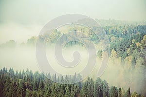 fog covered with thick coniferous forest.