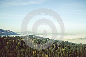 fog covered with thick coniferous forest.