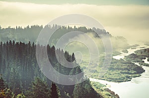 fog covered with thick coniferous forest.