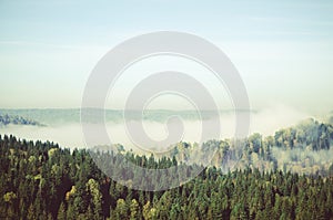 fog covered with thick coniferous forest.