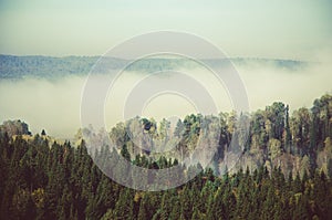 fog covered with thick coniferous forest.