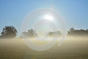 Fog covering the trees in the field with the sun shining in the background