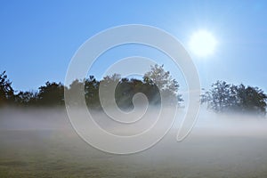 Fog covering the trees in the field with the sun shining in the background