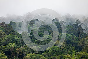 Fog covers greenery area inside tropical rainforest in rainy season