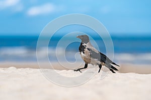 A fog crow on the beach