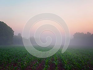 Fog at dawn over a field of farmland