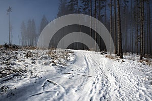 Fog on the edge of the winter spruce forest