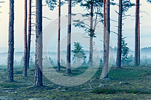 Fog in the evening in a pine forest