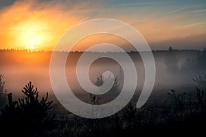 Fog in a field at morning sunlight. Autumn foggy morning.