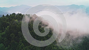 Fog flow over tree tops at mountain aerial. Summer morning in pine forest. Magical nature landscape