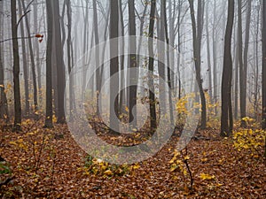 Fog in the  forest