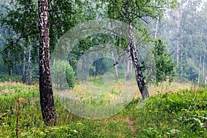 Fog in the forest